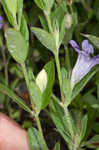 Oblongleaf snakeherb